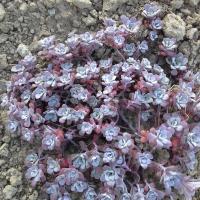 Sedum spathulifolium purpureum