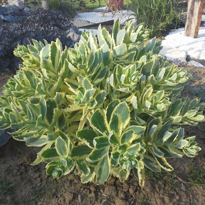 Sedum spectabile autumn charme 2 