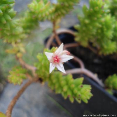 Sedum spiral staircase copier 