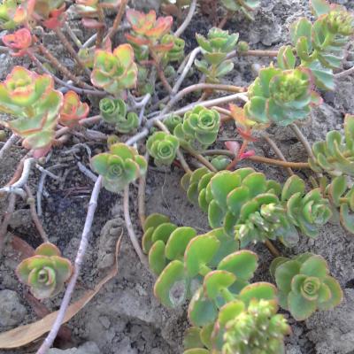 Sedum spurium album 2