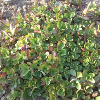 Sedum spurium coccineum 