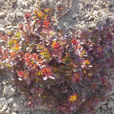 Sedum spurium dragon s blood 