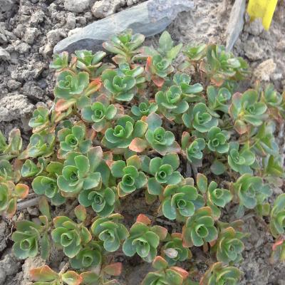 Sedum spurium pink eye 