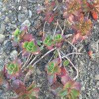 Sedum spurium purpurkissen 