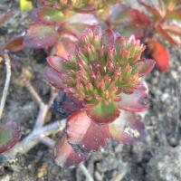 Sedum spurium purpurkissen 2 