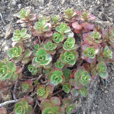 Sedum spurium schorbusser blut copier 