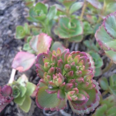 Sedum spurium summer glory 2 copier 