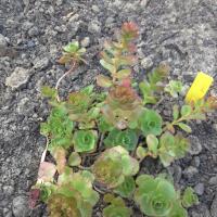 Sedum spurium summer glory copier 