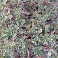 Sedum spurium variegatum 