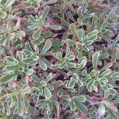Sedum spurium variegatum 