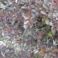 Sedum spurium winter purple 