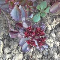 Sedum spurium winter purple 2 copier 