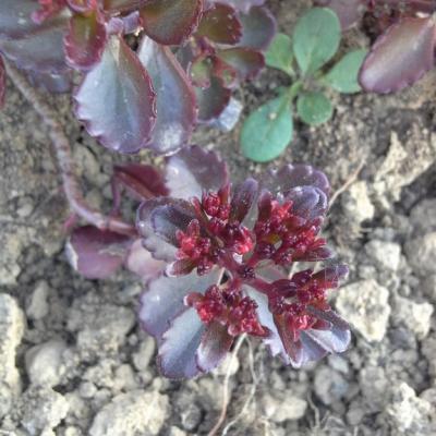 Sedum spurium winter purple 2 copier 