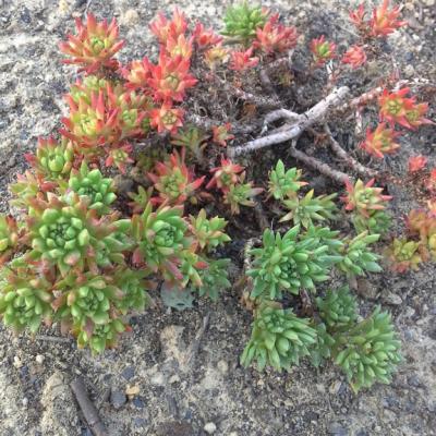 Sedum stenopetalum