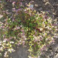 Sedum stoloniferum 2 copier 