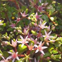 Sedum stoloniferum