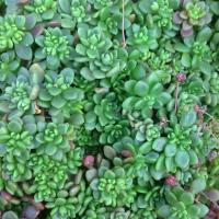 Sedum surculosum lutheum