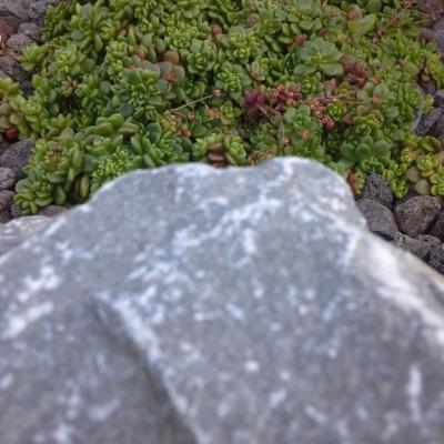 Sedum surculosum 'Lutheum'