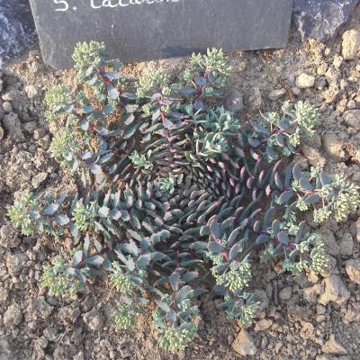Sedum tatarinowii