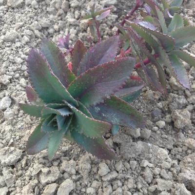Sedum telephium maximum