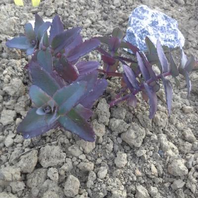 Sedum twinkling star