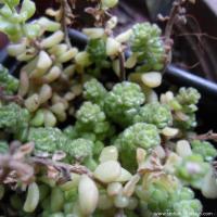 Sedum verdasens 2 copier 