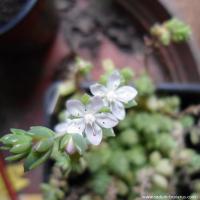 Sedum verdasens copier 